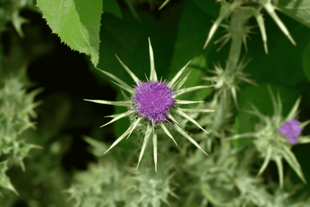 Best Liver Supplements? What Milk Thistle, NAC & Dandelion Root Actually Do