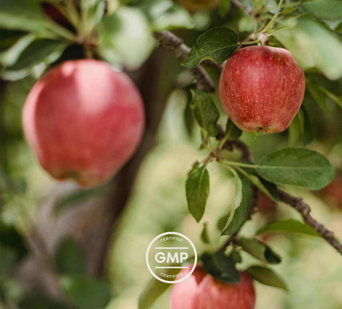 certified GMP & apples