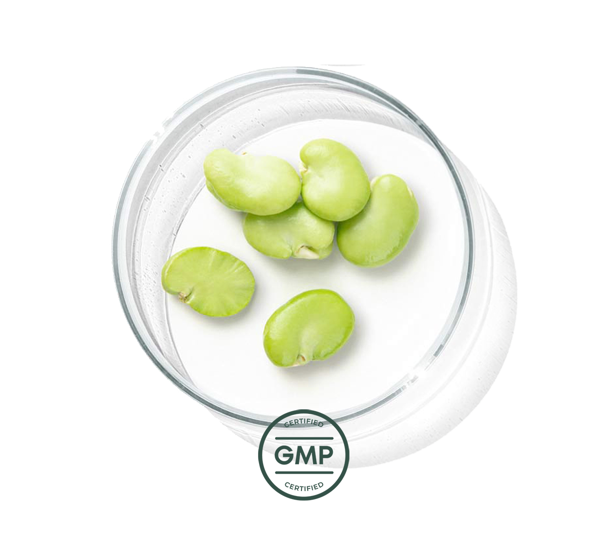  GMP Certified
