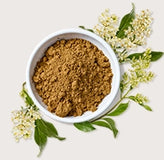 Japanese Knotweed