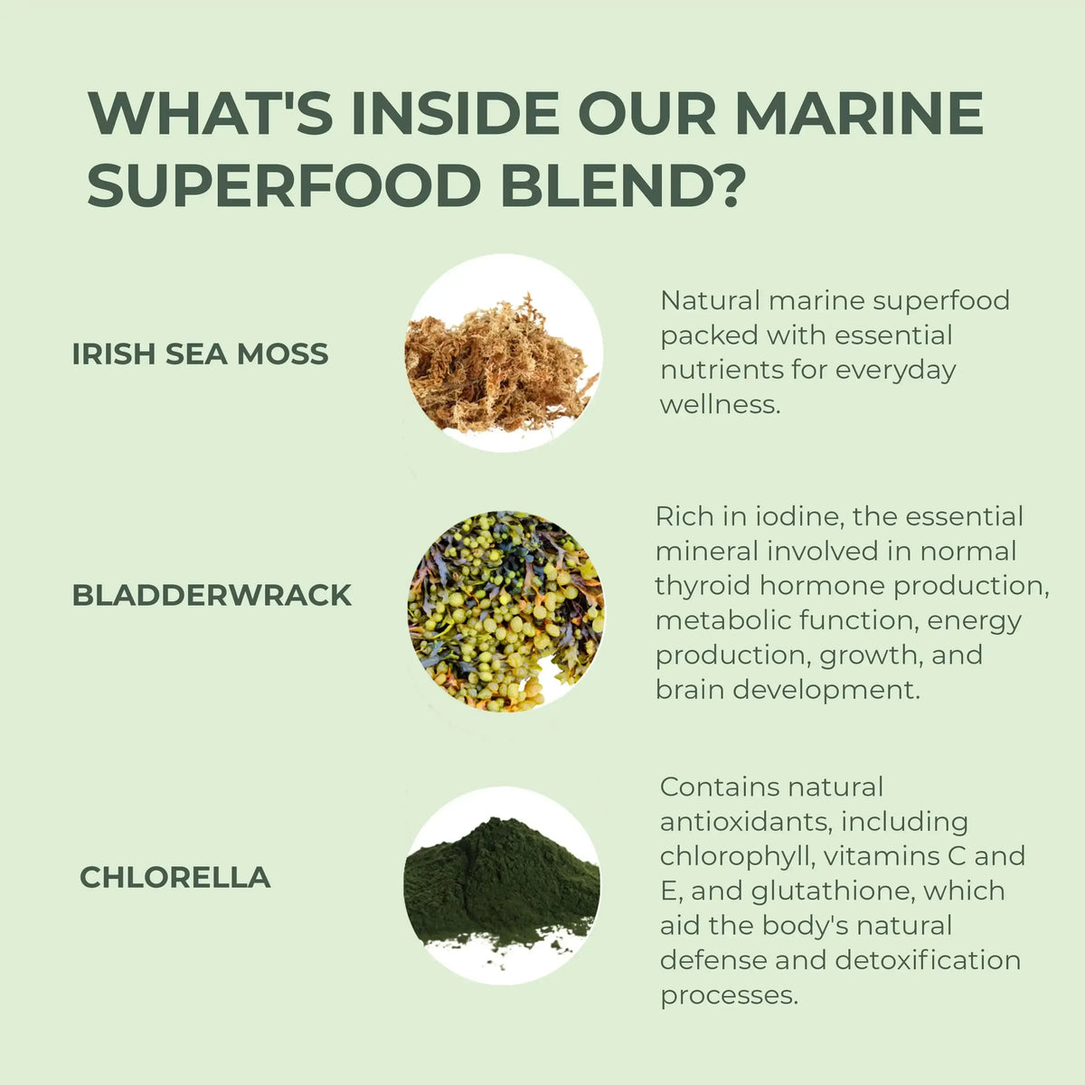 Marine superfood blend ingredients with images and descriptions on a light green background
